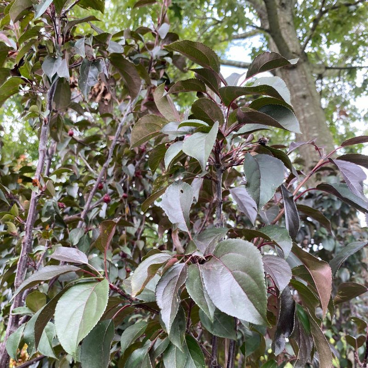 Close-up of purple tinted foliage of Malus x 'Perfect Purple' (Flowering Crabapple )