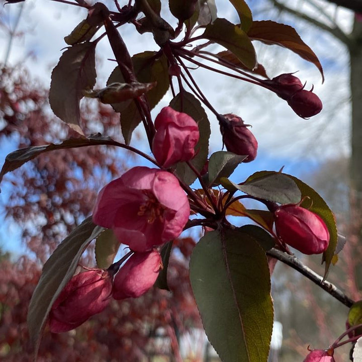 Malus x 'Perfect Purple' (Flowering Crabapple )