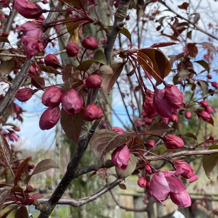 Malus x 'Perfect Purple' (Flowering Crabapple )