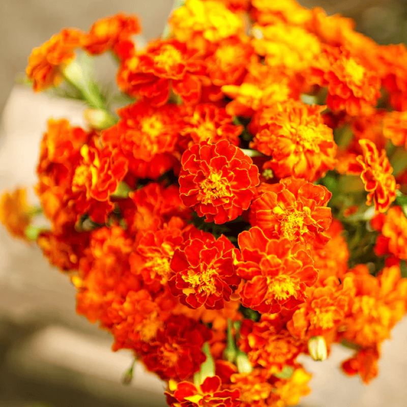 A bundle of Brocade mix French Marigold in orange, red, and yellow hues.