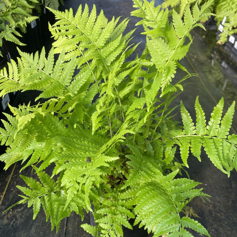 Matteuccia struthiopteris (Ostrich Fern) grown in a 1-gallon pot.