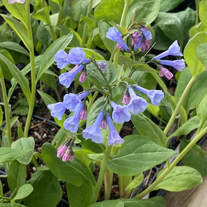 Mertensia virginica (Virginia Bluebells) Unity Grown