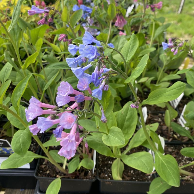 Mertensia virginica (Virginia Bluebells) Unity Grown
