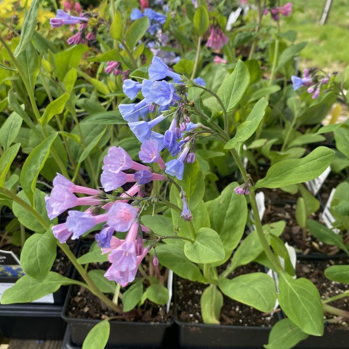 Mertensia virginica (Virginia Bluebells) Unity Grown