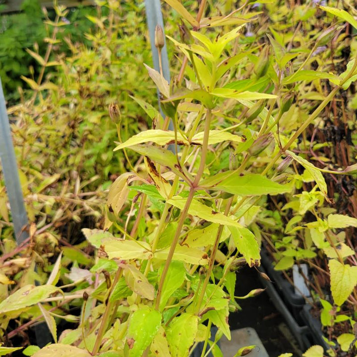 Upright structure and spent flower buds of Mimulus ringens (Allegheny Monkeyflower)