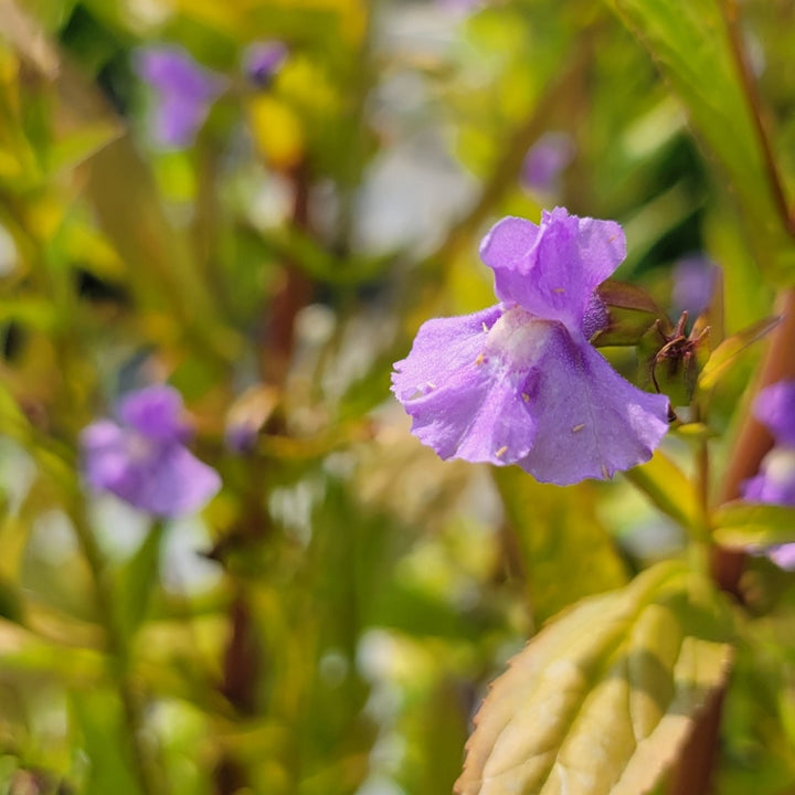 A close-up photo of the unique, pink-purple flower of Mimulus ringens (Allegheny Monkeyflower)