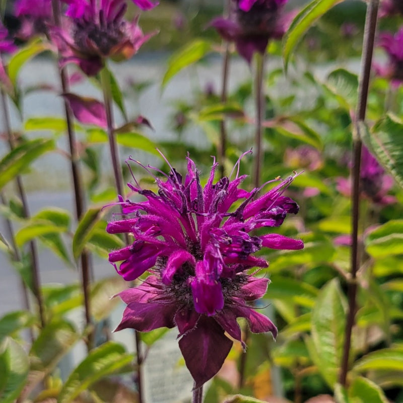 A close-up photo of the showy, dark violet-purple flowers of Monarda 'Purple Rooster'