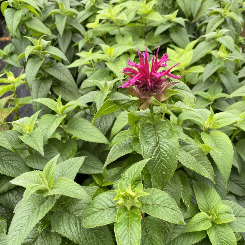 Foliage and a blooming fuchsia flower of Monarda didyma 'Grand Marshall'.