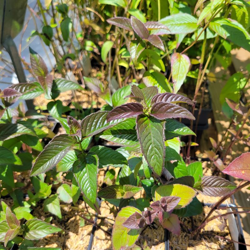Close-up of the dark, oily looking foliage of Monarda bradburiana 'Midnight Oil' (Eastern Beebalm) grown in quart-sized pots