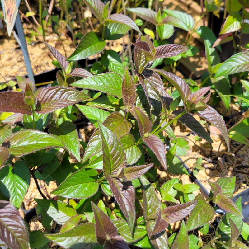 Glossy, purple and green foliage of Monarda bradburiana 'Midnight Oil' (Eastern Beebalm)