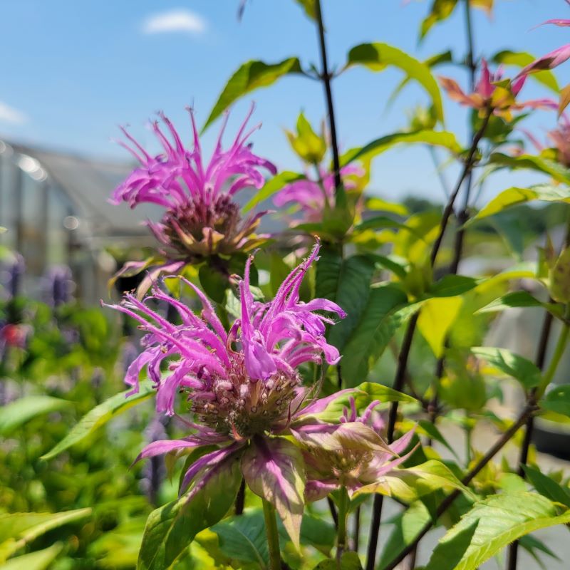 Showy, pink-purple Monarda fistulosa 'Claire Grace' (Bee Balm) flowers in bloom