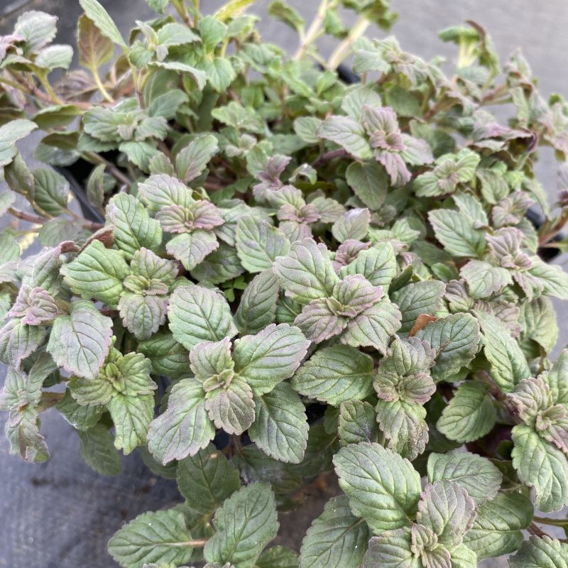 Close-up of the purple tinged older foliage of Monarda punctata (Spotted Bee Balm), grown in a quart size pot.