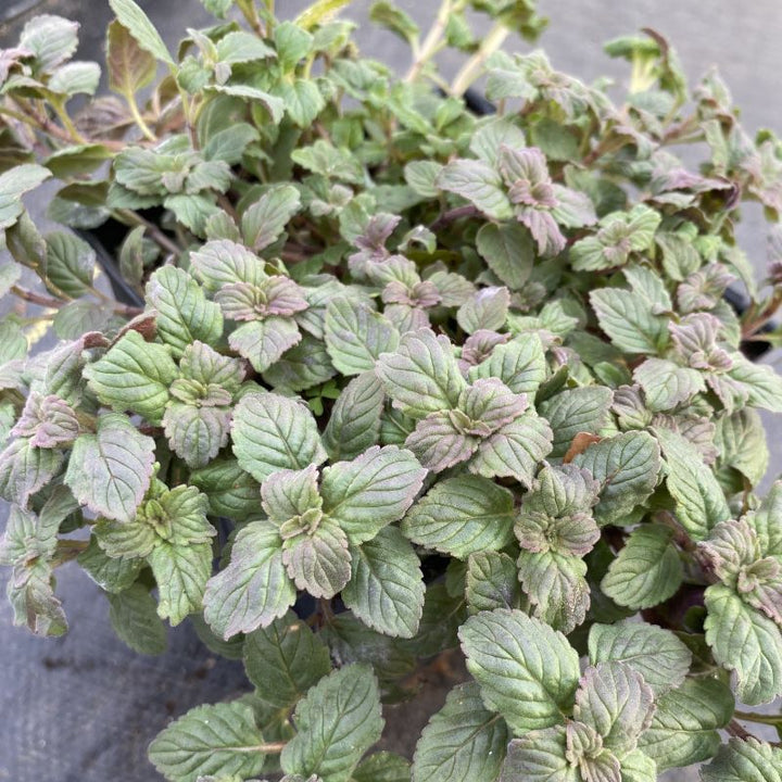 Close-up of the purple tinged older foliage of Monarda punctata (Spotted Bee Balm), grown in a quart size pot.