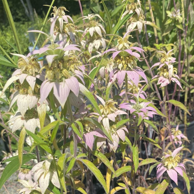 Close-up of the multi-colored flowers and bracts of Monarda punctata (Spotted Bee Balm).