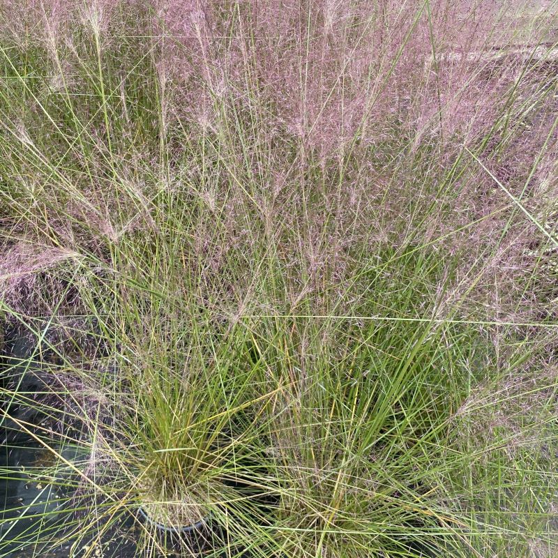 Mature Muhlenbergia capillaris (Muhly Grass) in bloom with pink flowers, grown in 1-gallon pots.