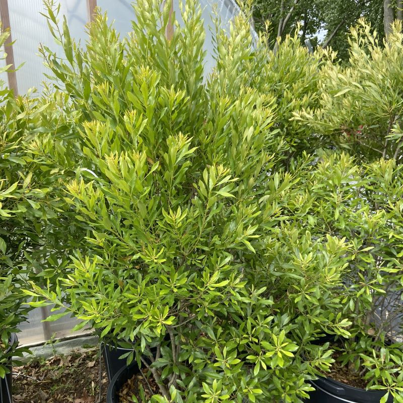 Mature Myrica cerifera (Southern Wax Myrtle) in a 7-gallon.
