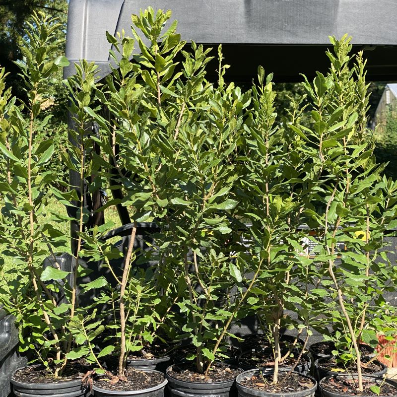 Young Myrica pensylvanica (Northern Bayberry) in 1-gallon pots.
