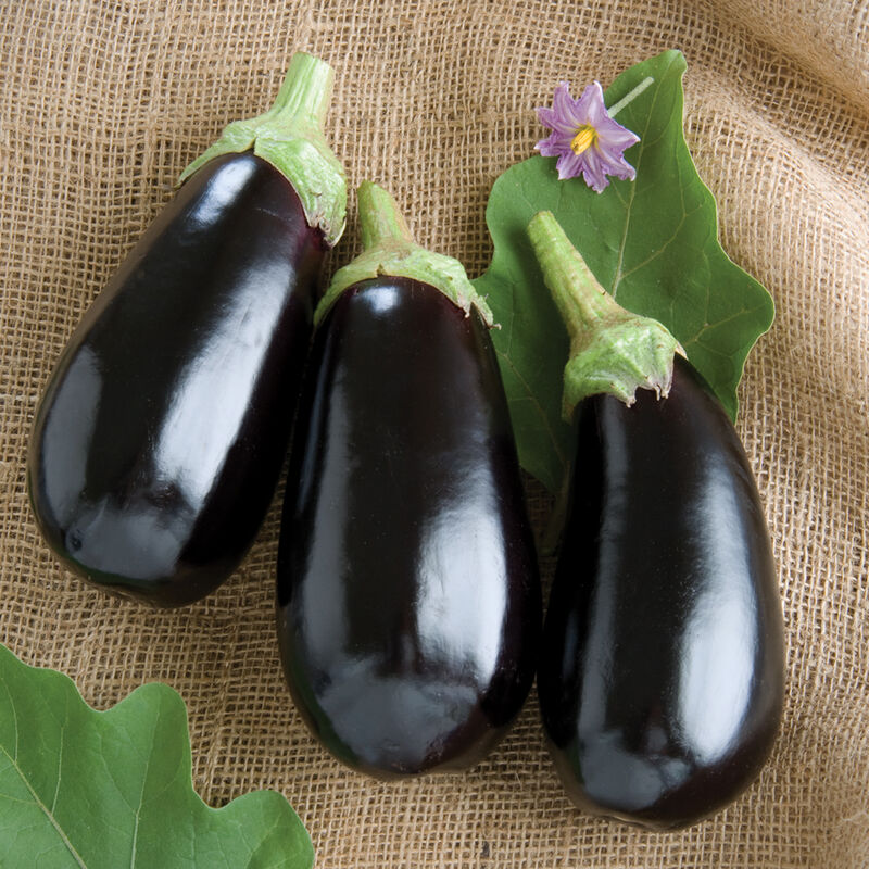 Shiny, black-skinned Nadia eggplant fruits.