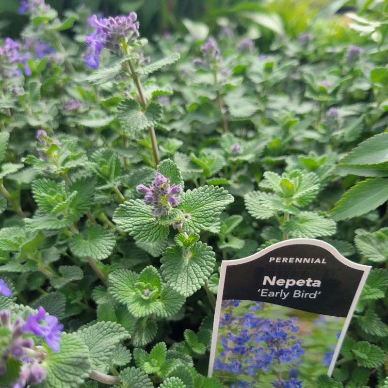 Nepeta 'Early Bird' (Catmint) with silvery green foliage grown in quart-sized containers