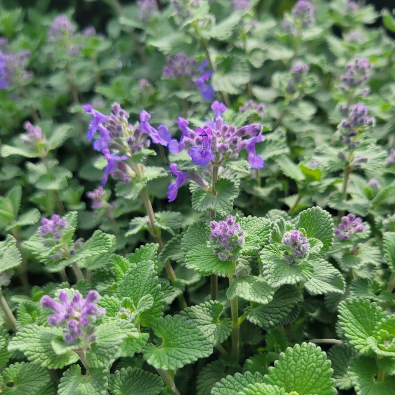 Close-up of the showy purple flowers of Nepeta 'Early Bird' (Catmint)