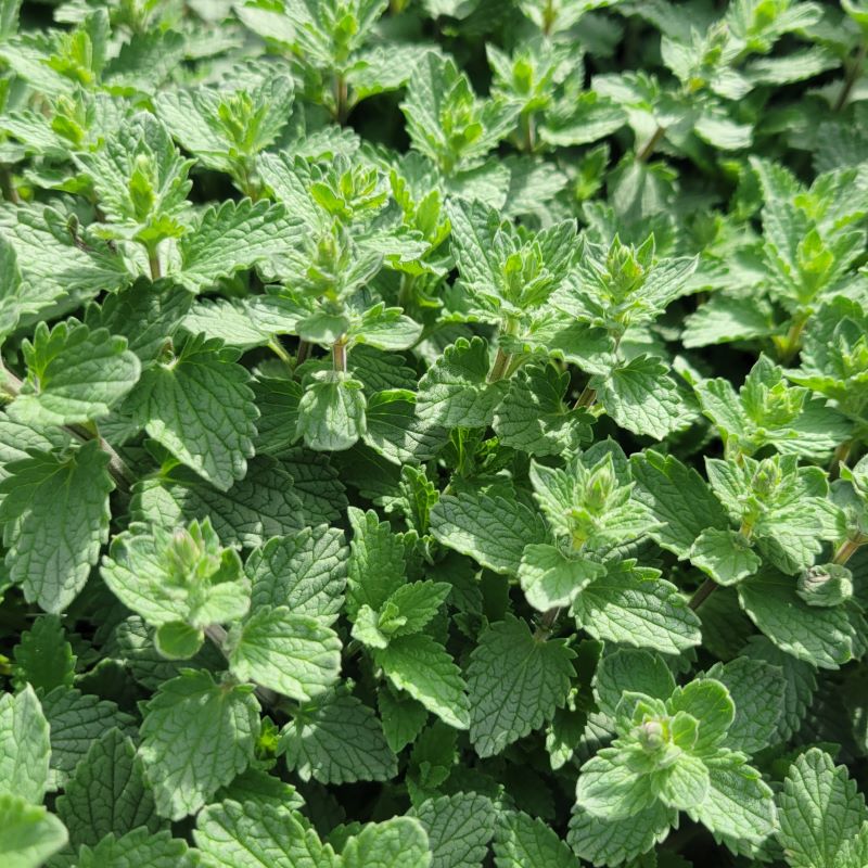 Close-up of the silvery green foliage of Nepeta x faassenii 'Junior Walker' (Catmint)