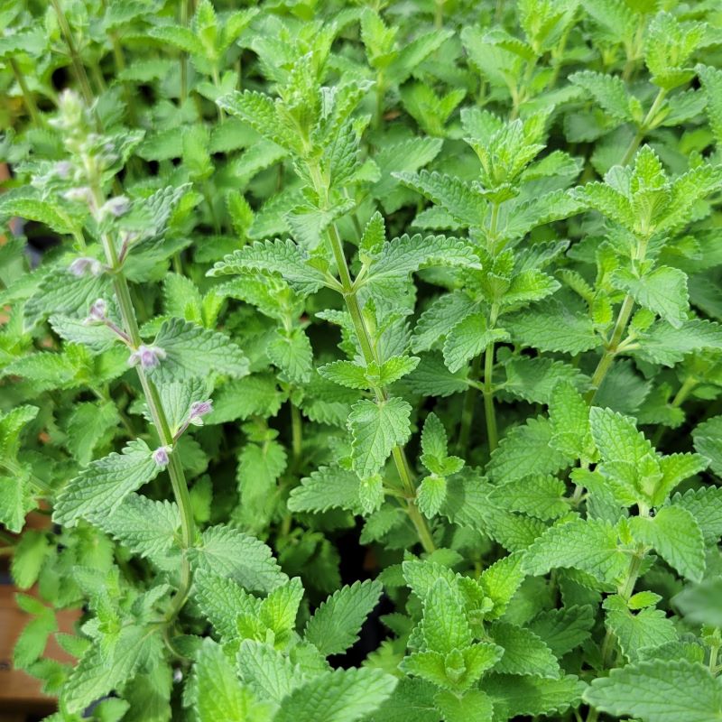 Close-up of the silvery-green foliage and developing light purple flowers of Nepeta x faassenii 'Walker's Low'