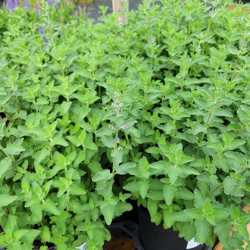 Tall spikes of Nepeta x faassenii 'Walker's Low' foliage with flowers grown in gallon-sized containers