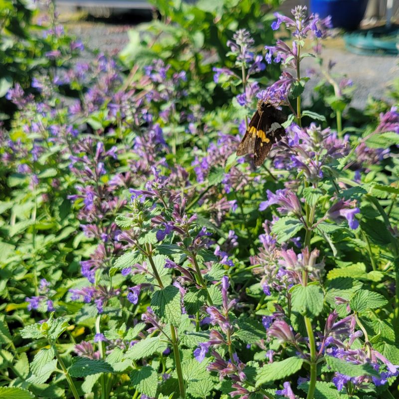 Nepeta racemosa 'Blue Wonder' (Catmint)