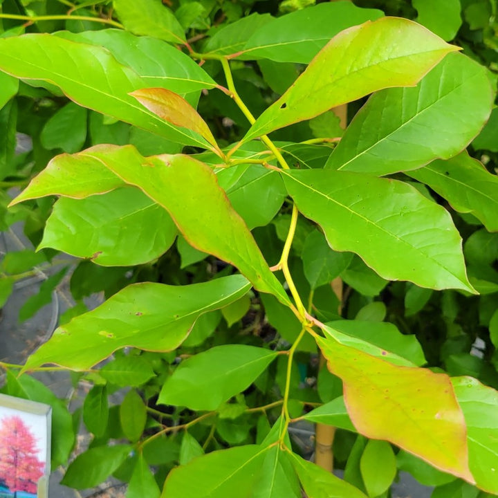 A close-up photo of the red-tinged spring foliage of Nyssa sylvatica (blackgum tupelo)