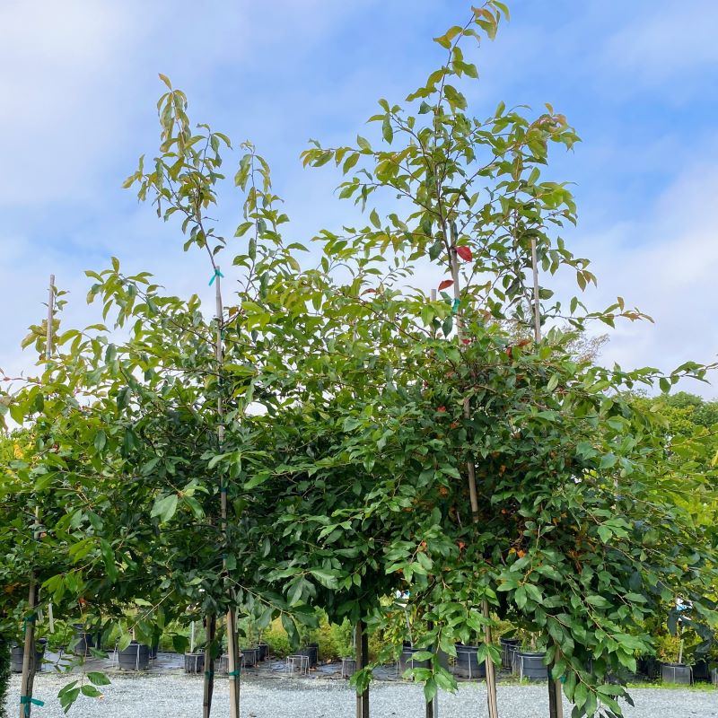 Upper branches of Nyssa sylvatica (Blackgum) with the beginnings of early fall foliage.