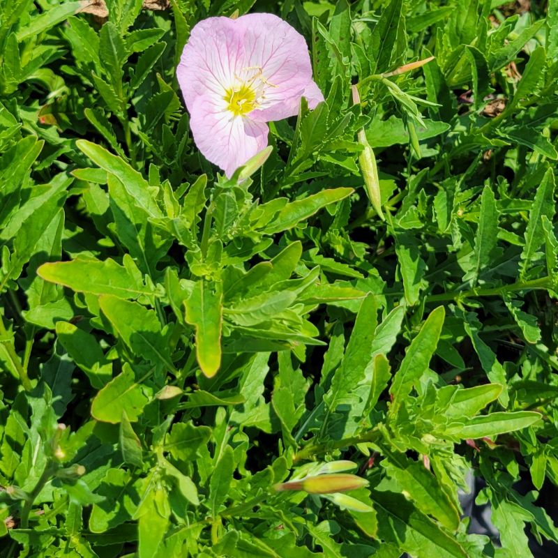 A photo of the uniquely lobed foliage and pink flowers of Oenothera speciosa 'Siskiyou' pink-flowering primrose