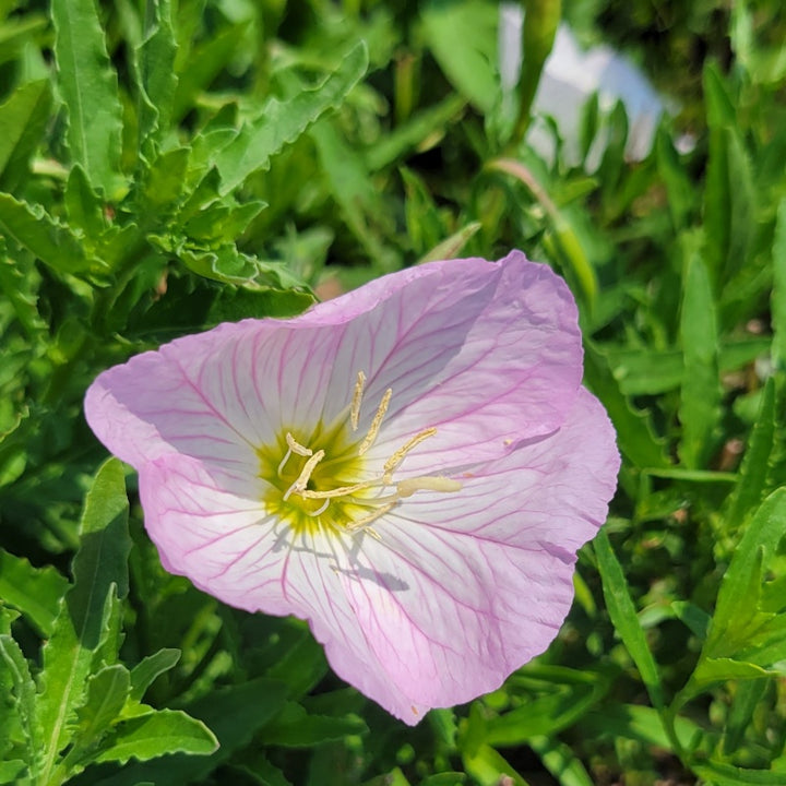 A close-up photo of the dainty pink and white bloom of Oenothera speciosa 'Siskiyou' pink-flowering evening primrose