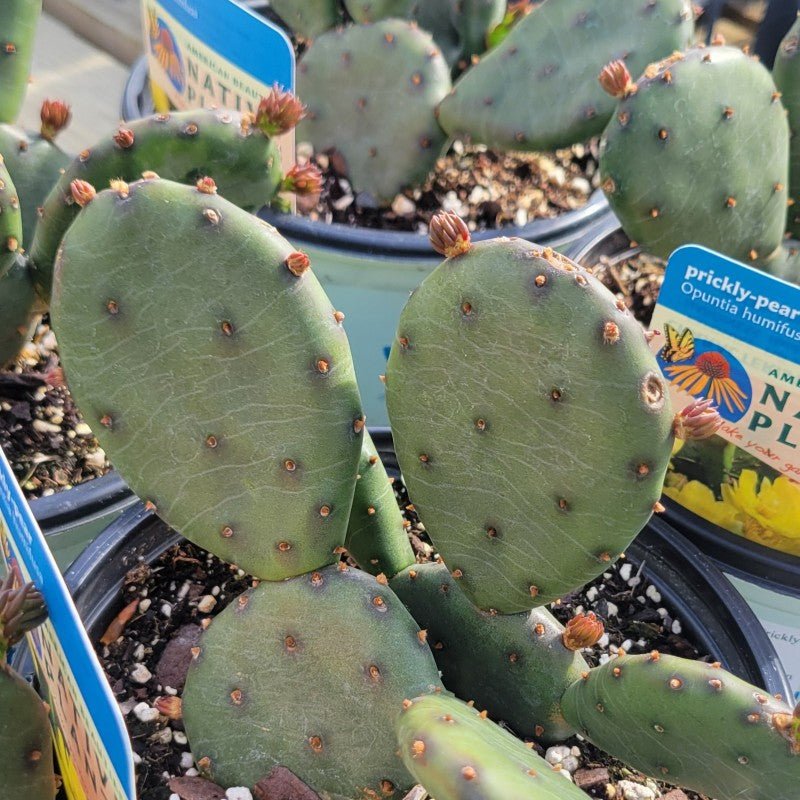 opuntia humifusa prickly pear cactus Opuntia humifusa (Eastern Prickly Pear) – Unity Church Hill Nursery, LLC