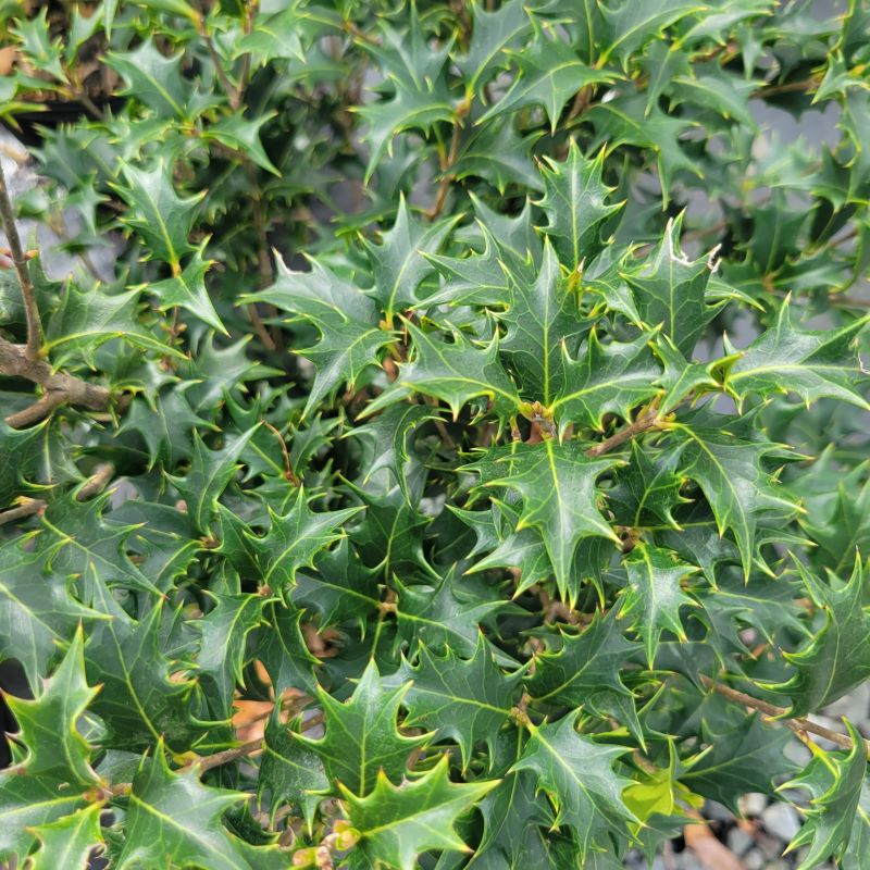 Close-up of the flossy, evergreen foliage of Osmanthus heterophyllus 'Gulftide' (False Holly)