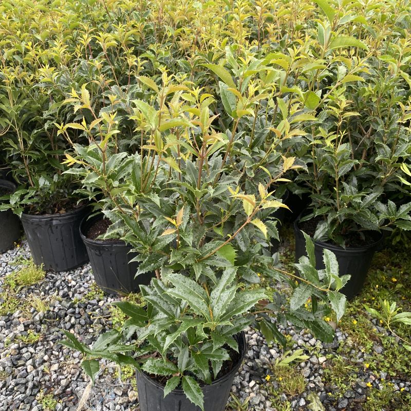 Osmanthus x fortunei 'San Jose' (Fortune's Osmanthus