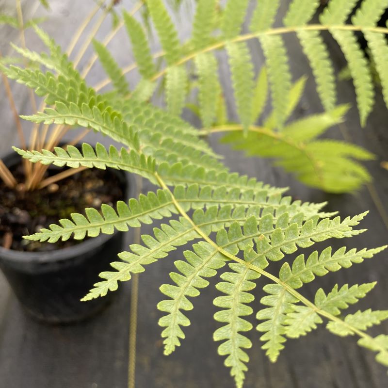 Osmunda cinnamomea (Cinnamon Fern) Unity Grown