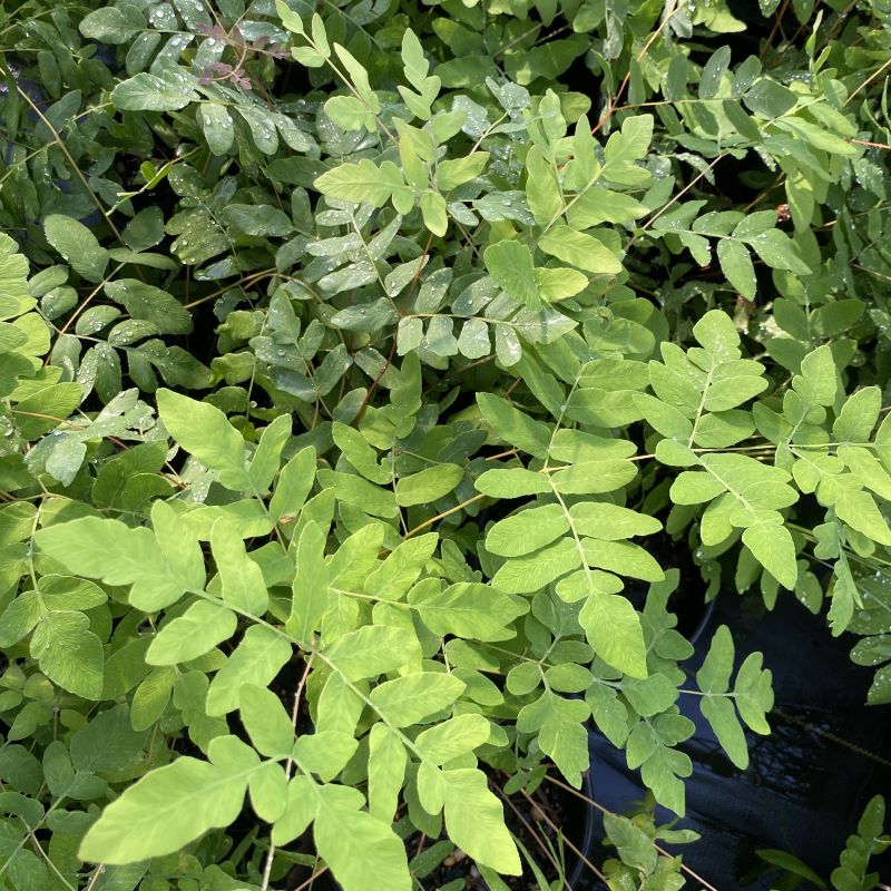 Rounded, smooth compound fronds of royal fern (Osmunda regalis).