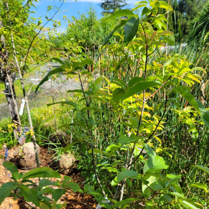 Oxydendrum arboreum (Sourwood) small caliper tree