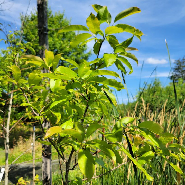 Close-up of the thick leaves of Oxydendrum arboreum (Sourwood)
