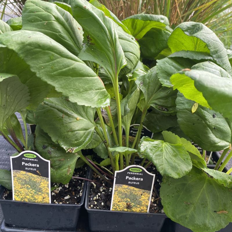 Foliage of Packera aurea (Golden Ragwort) grown in quart size pots.