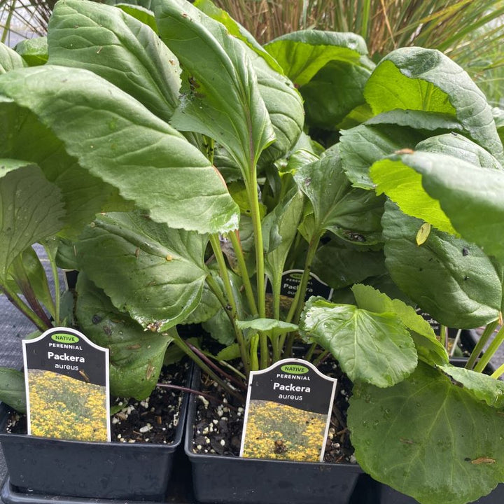 Foliage of Packera aurea (Golden Ragwort) grown in quart size pots.