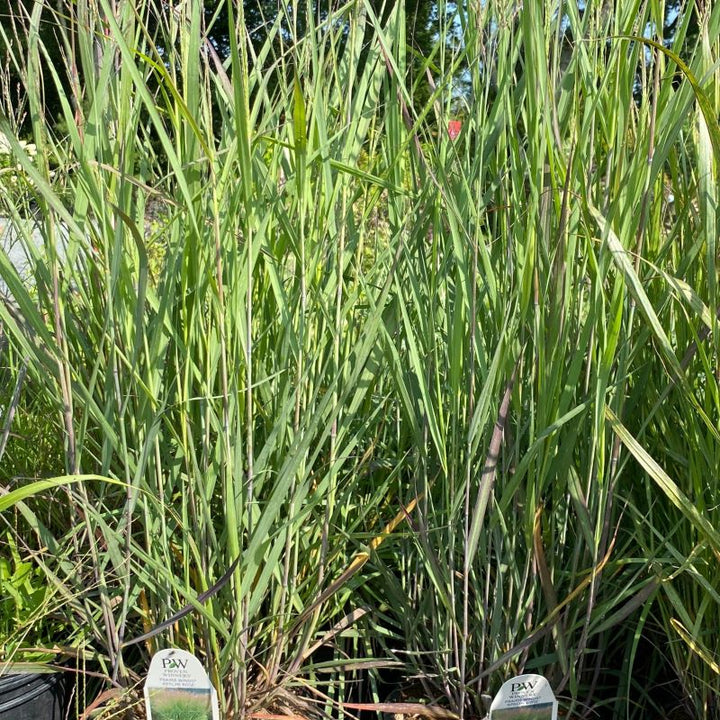 Panicum virgatum 'Prairie Winds® Apache Rose' grown in 1-gallon pots.