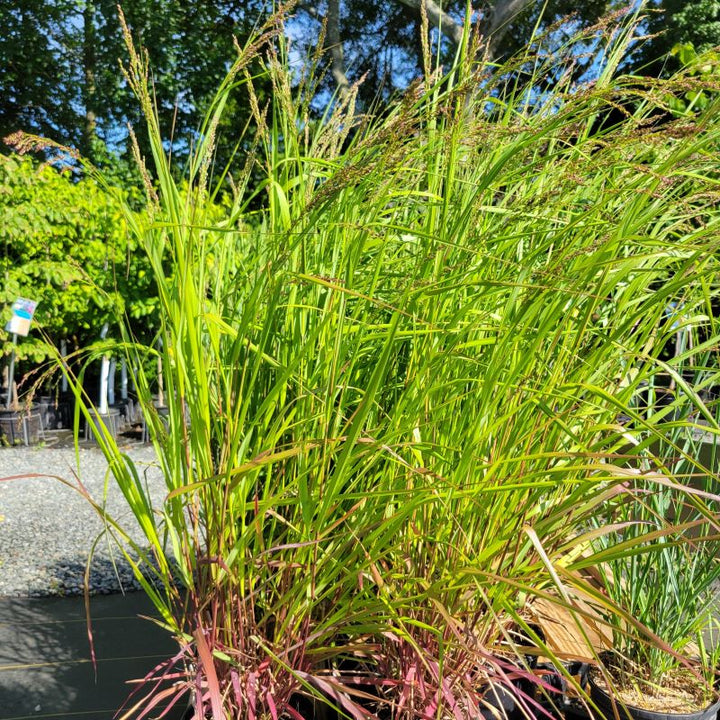 Showy foliage and seed heads of Panicum virgatum 'Cape Breeze' (Switchgrass)