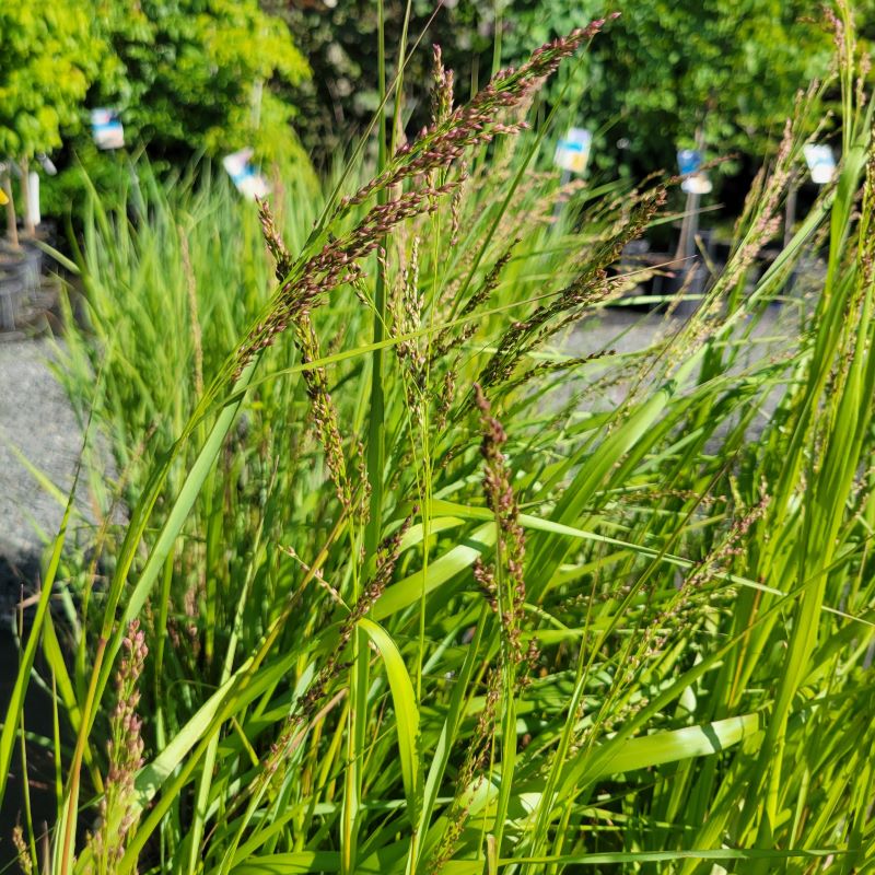 Close-up of the purple-pink seedheads of Panicum virgatum 'Cape Breeze' (Switchgrass)
