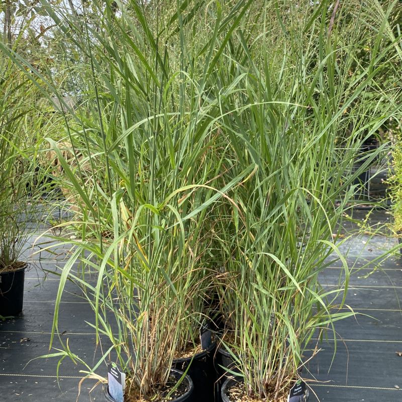 Panicum virgatum 'Heavy Metal' grown in 1-gallon pots.
