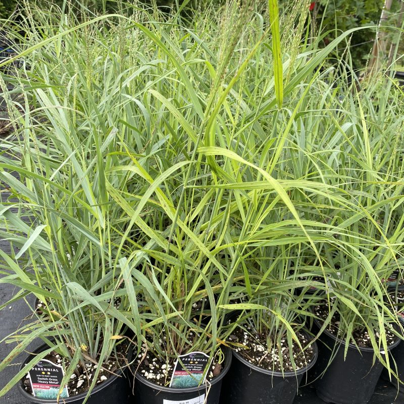 Close-up of Panicum virgatum 'Heavy Metal' in 1-gallon pots, showcasing heavier blue-gray tint.