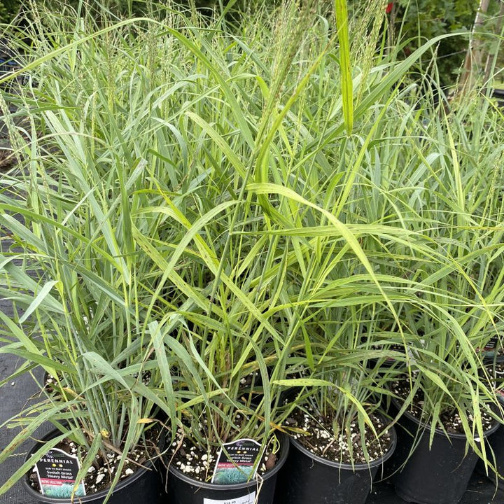 Close-up of Panicum virgatum 'Heavy Metal' in 1-gallon pots, showcasing heavier blue-gray tint.