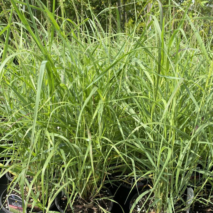 Upright Panicum virgatum 'Shenandoah' (Red Switchgrass) in 1-gallon pots.