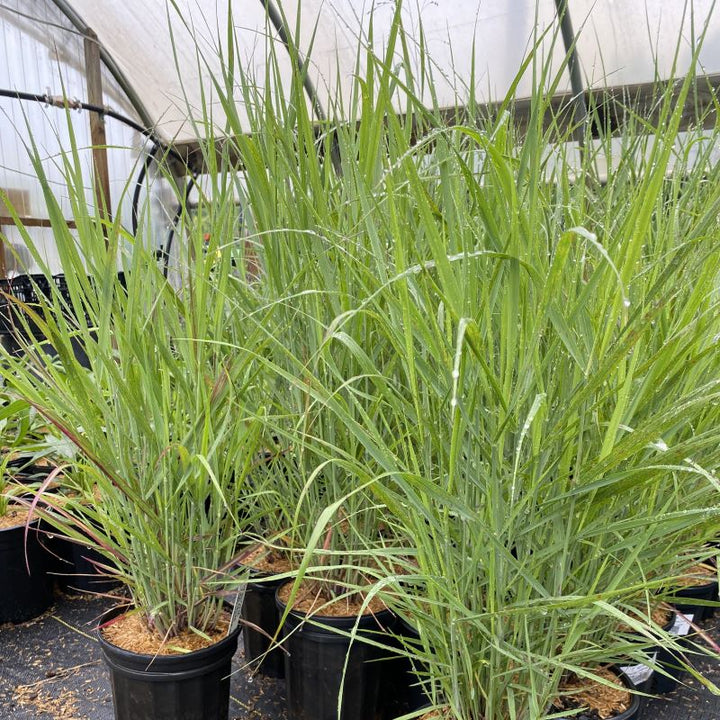 Panicum virgatum 'Shenandoah' (Red Switchgrass) in 1-gallon pots.