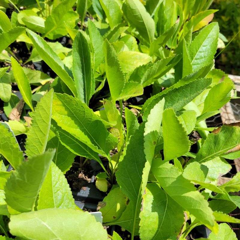 Close-up of the large, lobed leaves of Parthenium integrifolium (Wild Quinine)